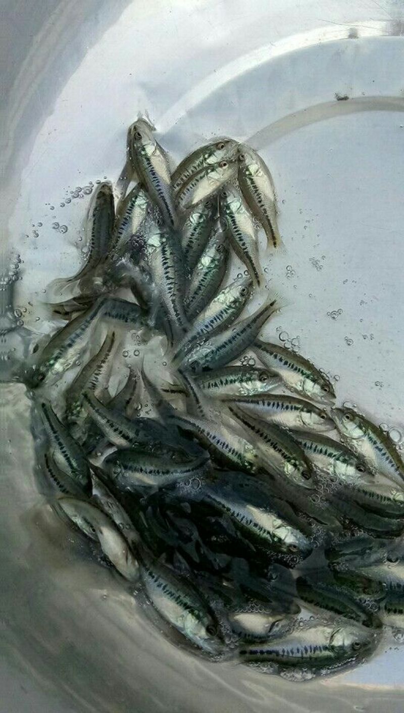 加州鲈鱼苗大量上市，价格实惠，品种优良