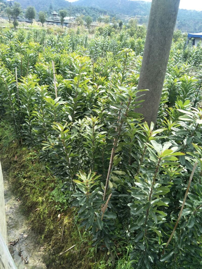 杨梅苗30~50cm