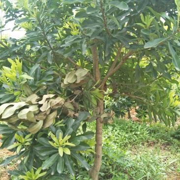 杨梅苗30~50cm