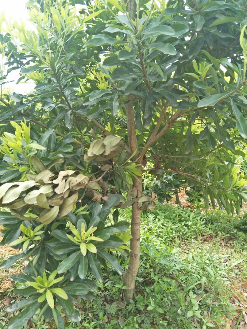 杨梅苗30~50cm