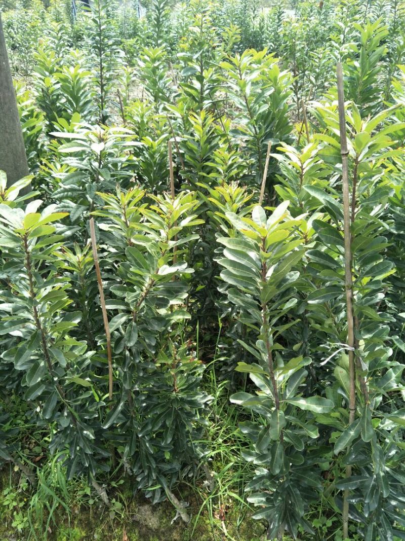 杨梅苗30~50cm