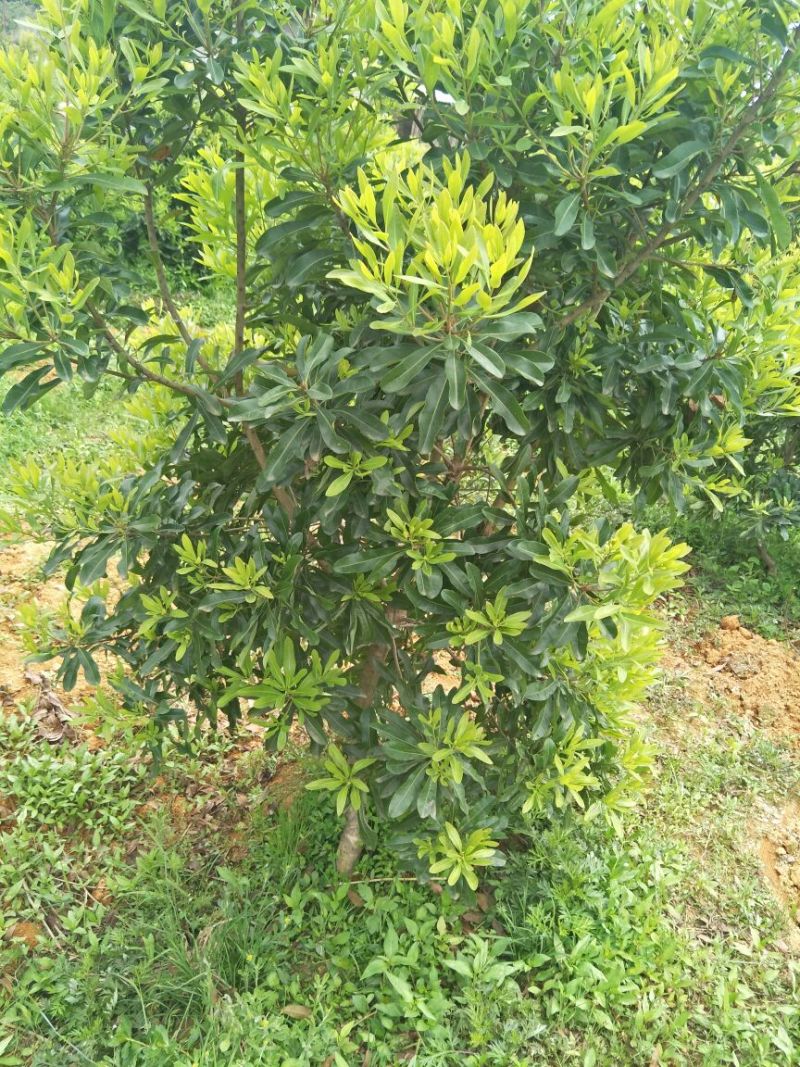 杨梅苗30~50cm