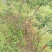 杨梅苗30~50cm