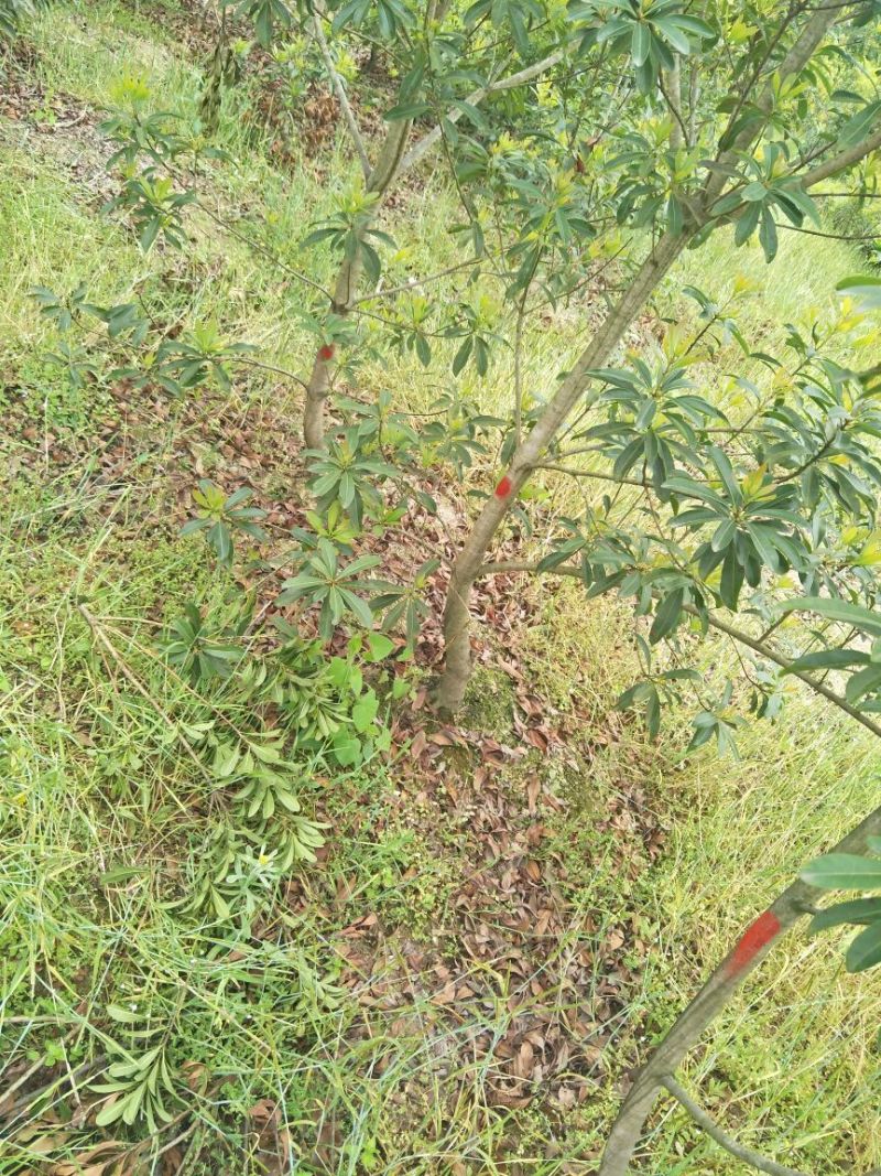杨梅苗30~50cm