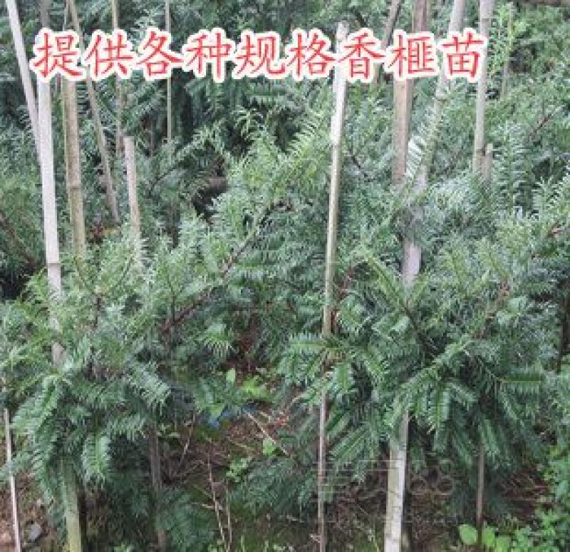 榧子香榧果实颗粒大