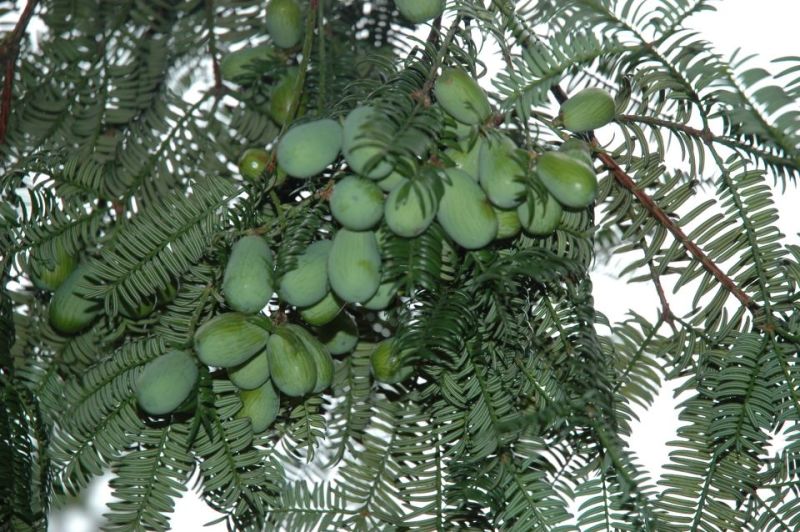 榧子香榧果实颗粒大