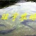 雅鱼1~2公斤