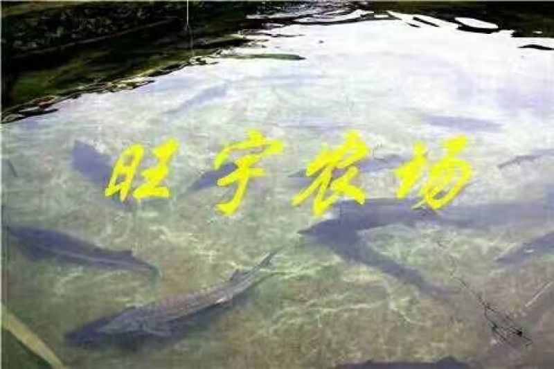 雅鱼1~2公斤
