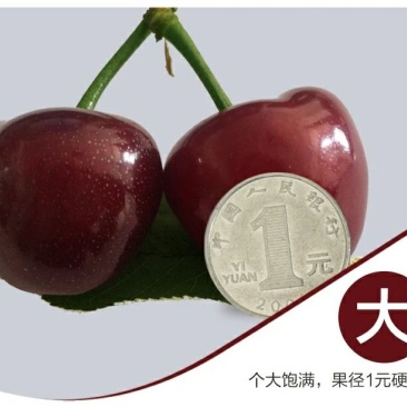美早樱桃30mm以上