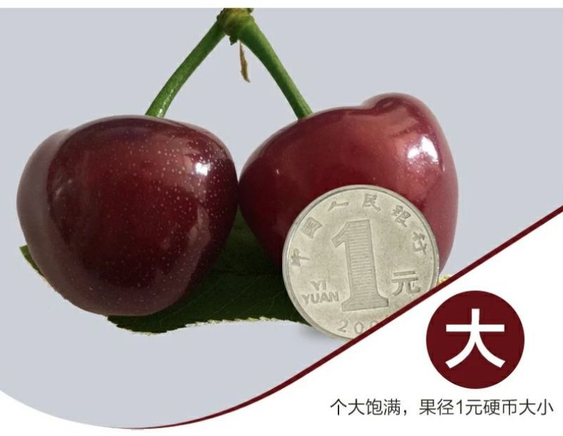 美早樱桃30mm以上