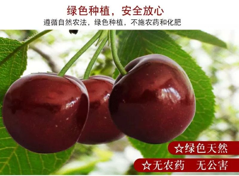 美早樱桃30mm以上