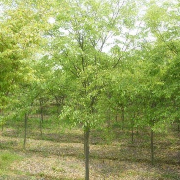 榉树4~6cm4~6cm2.5~3米