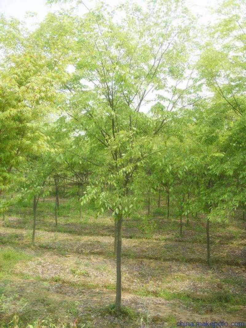 榉树4~6cm4~6cm2.5~3米