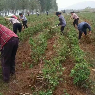 百花一号，四季花金银花苗，现已大量出售，包成活