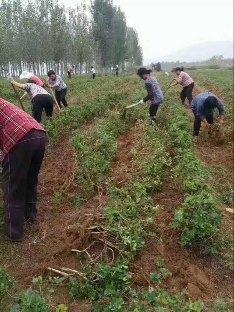 百花一号，四季花金银花苗，现已大量出售，包成活