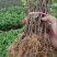 百花一号，四季花金银花苗，现已大量出售，包成活