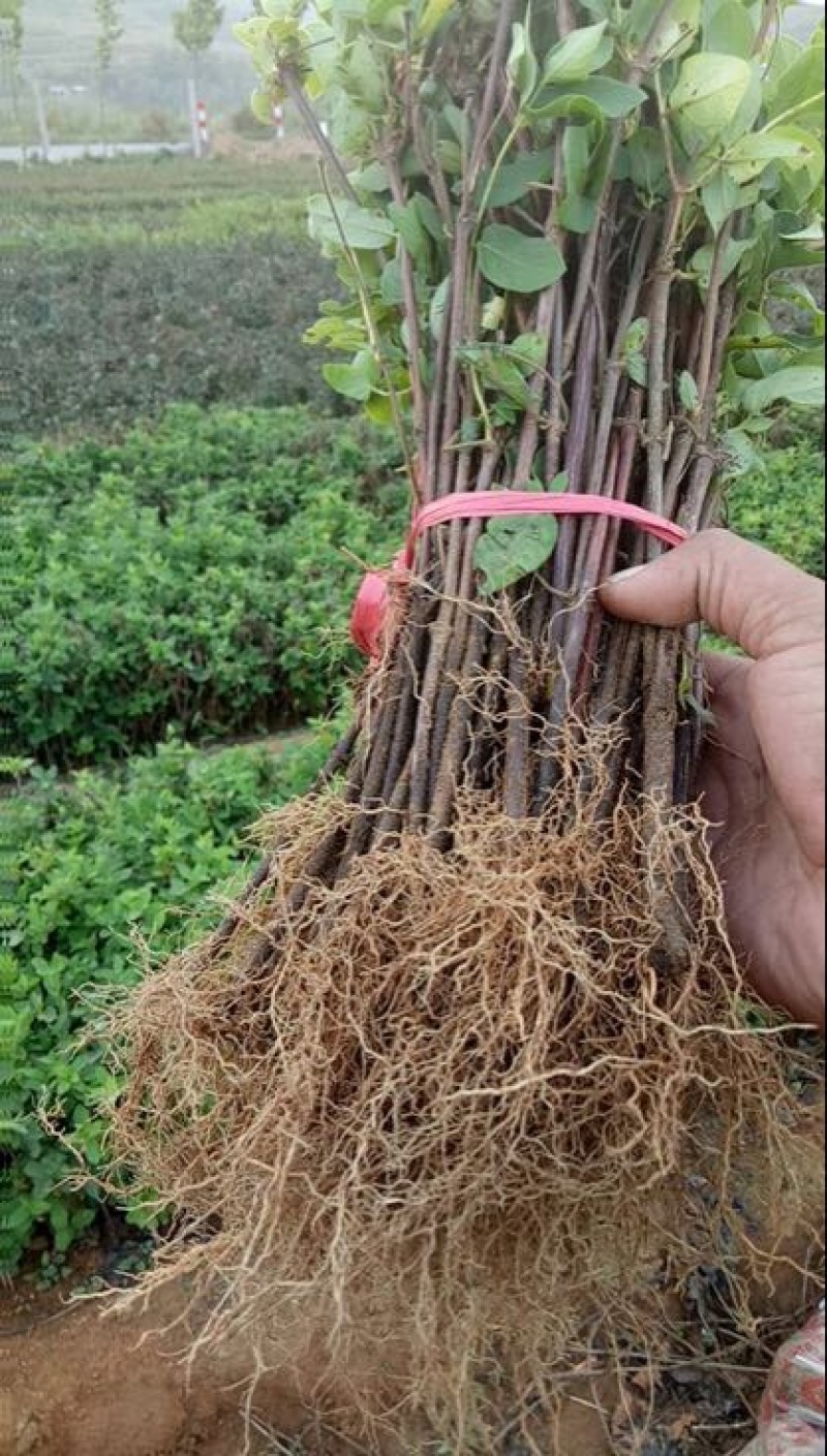 百花一号，四季花金银花苗，现已大量出售，包成活
