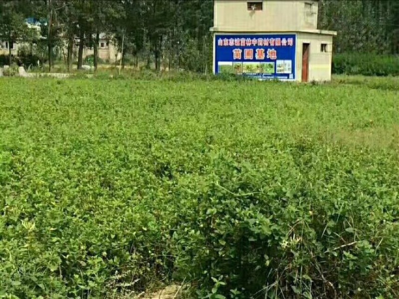 百花一号，四季花金银花苗，现已大量出售，包成活
