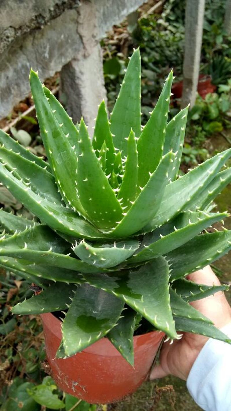 花生芽包装