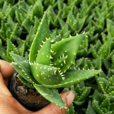 花生芽包装