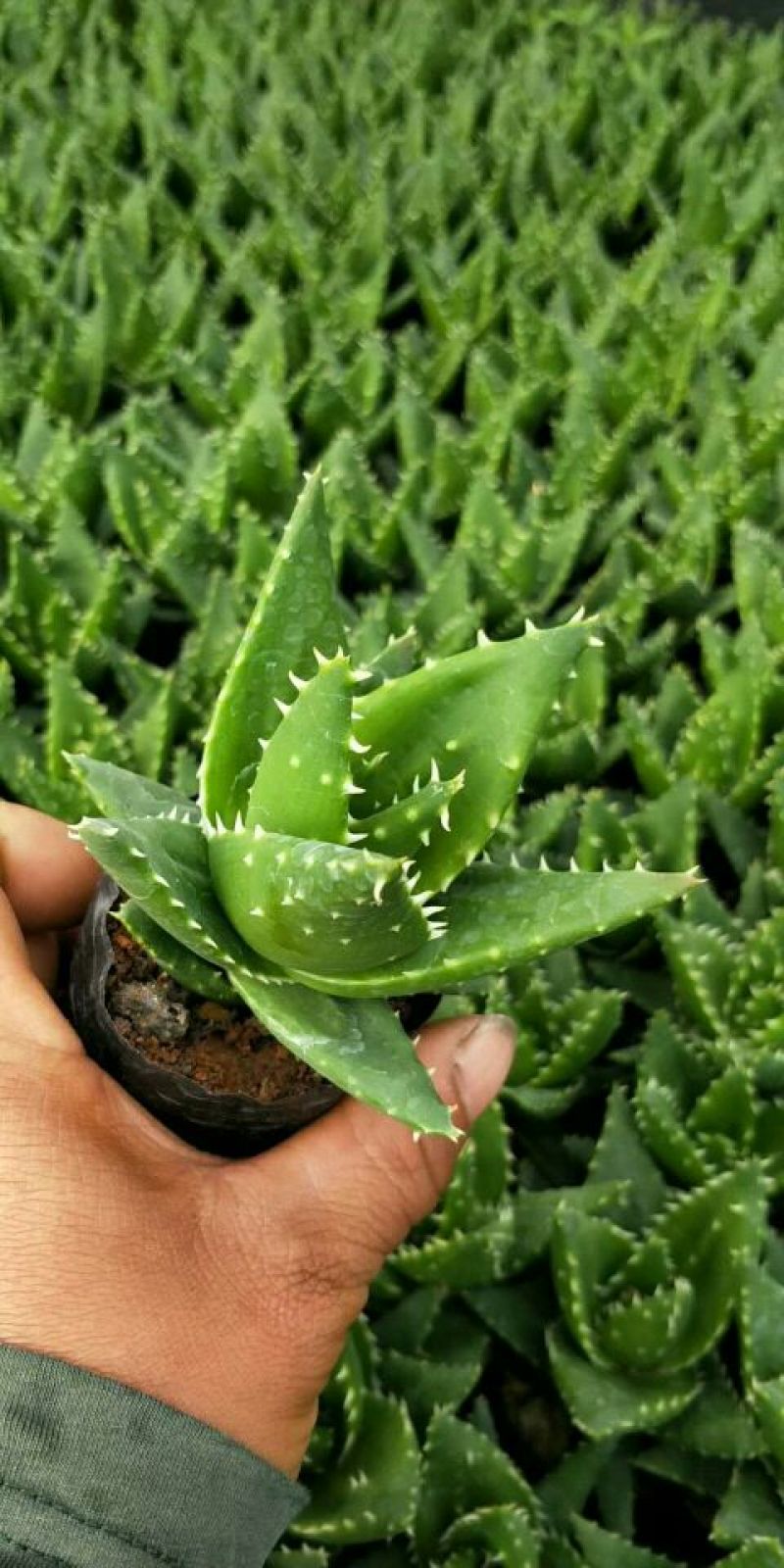 花生芽包装