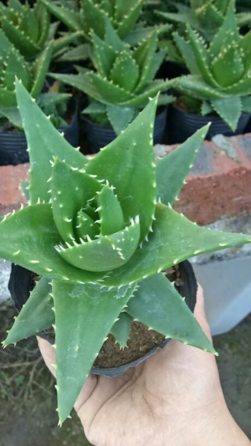 花生芽包装