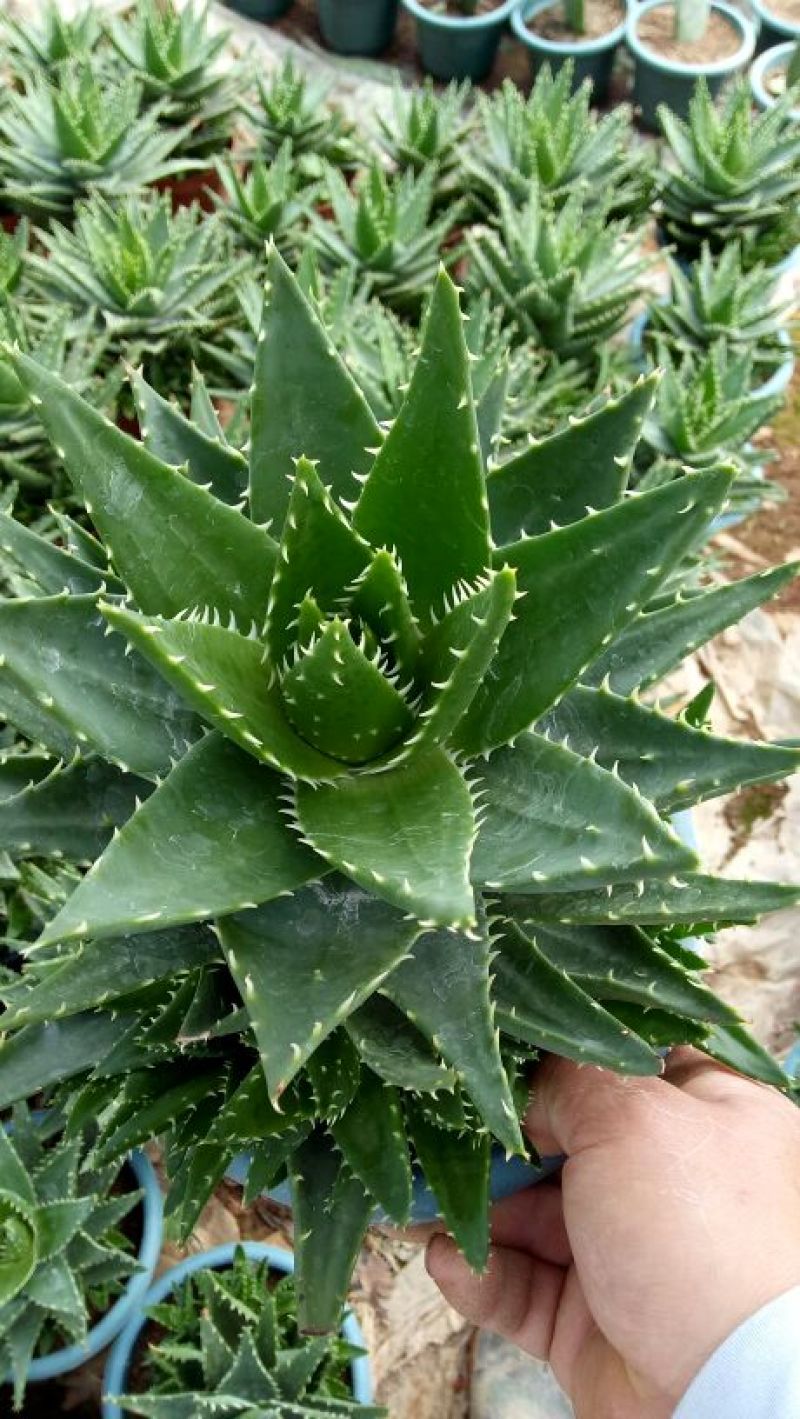 花生芽包装
