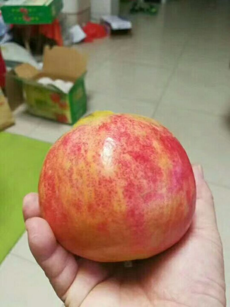 桃树苗油桃苗蟠桃苗水蜜桃苗颜色亮丽