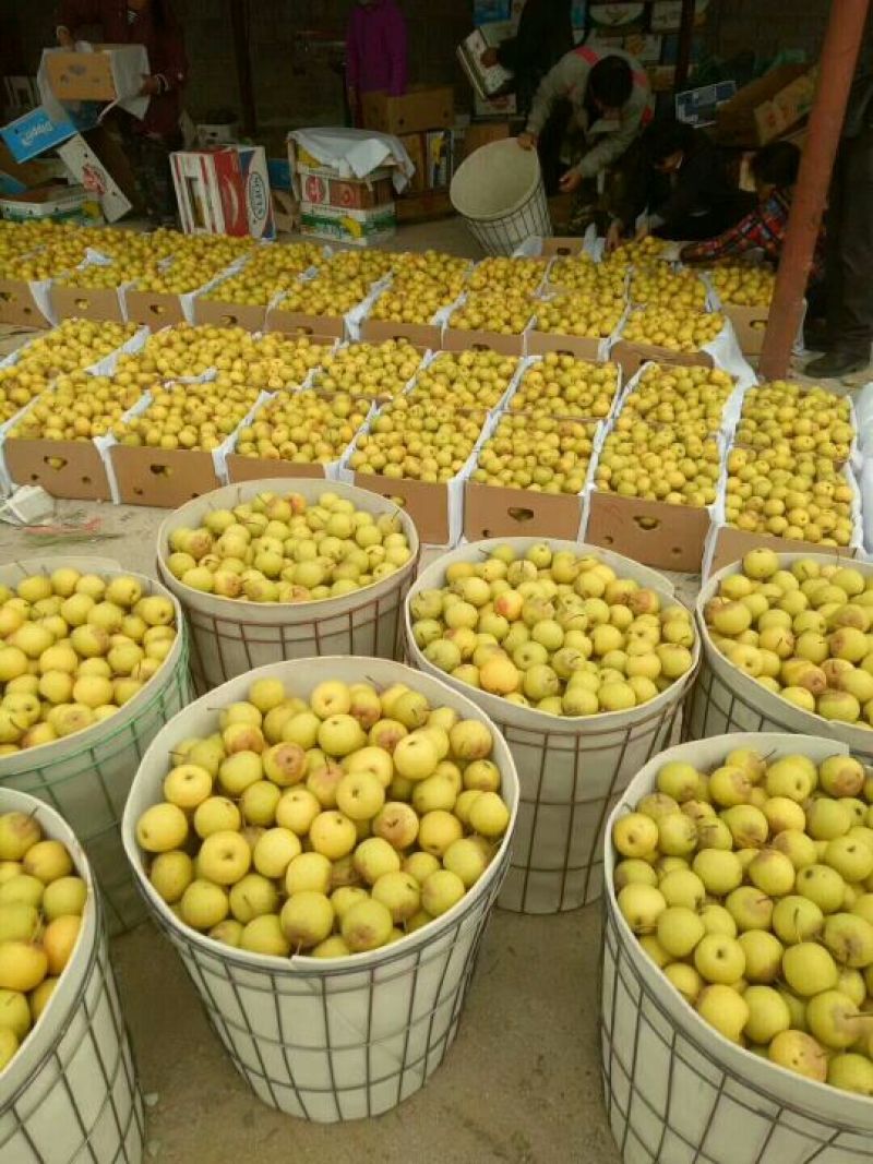 绥中优质黄花梨花盖梨东北冻梨产地对接大量供应
