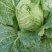 中短棵，黄心大白菜净菜袋装3~5斤