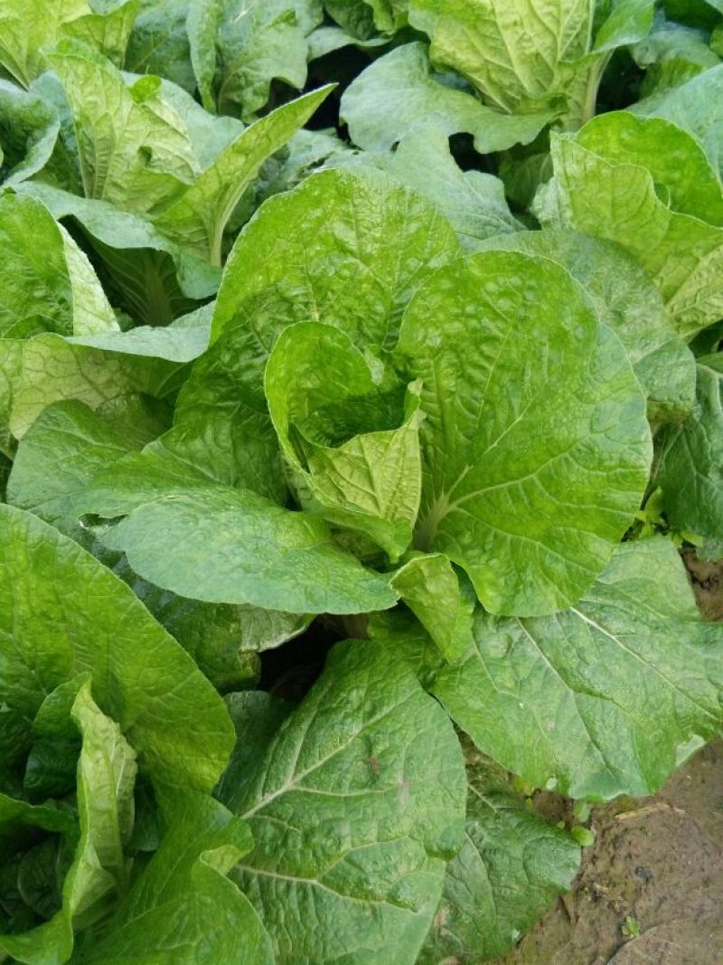 中短棵，黄心大白菜净菜袋装3~5斤