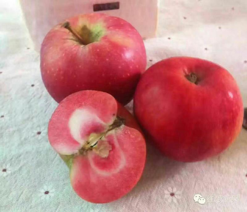 红色之爱苹果苗100cm以上