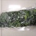 荠菜5~10cm