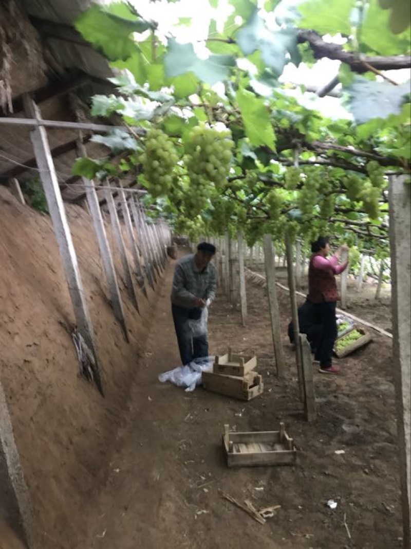 维多利亚葡萄2~3斤5%以下