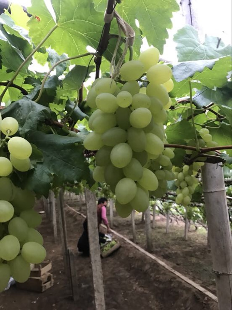 维多利亚葡萄2~3斤5%以下