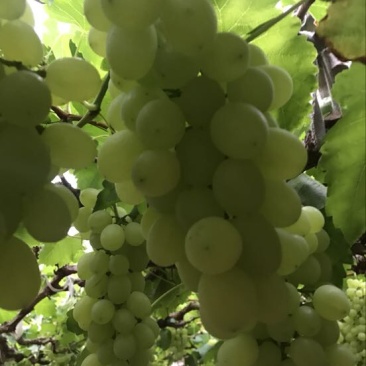 维多利亚葡萄2~3斤5%以下