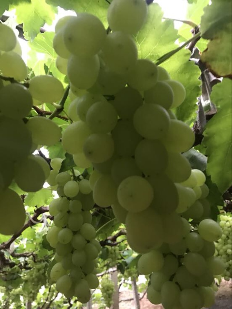 维多利亚葡萄2~3斤5%以下