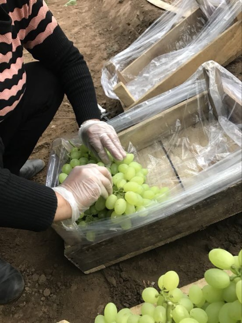 维多利亚葡萄2~3斤5%以下
