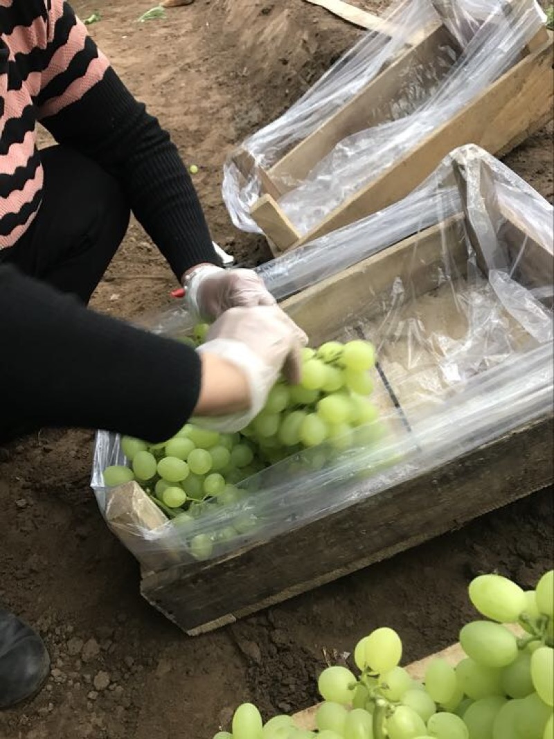 维多利亚葡萄2~3斤5%以下