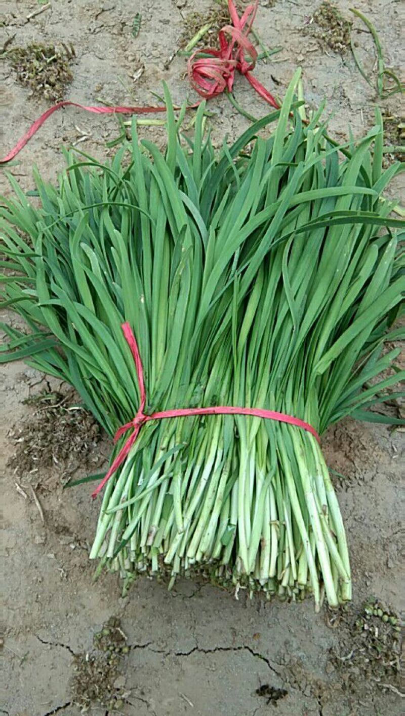 大叶平茬汉中韭菜头茬