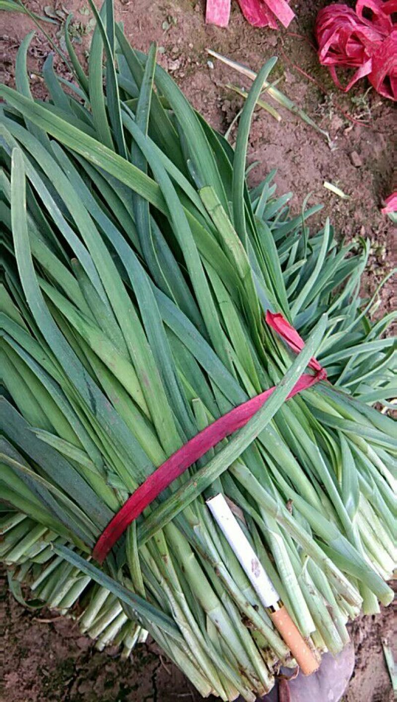 大叶平茬汉中韭菜头茬