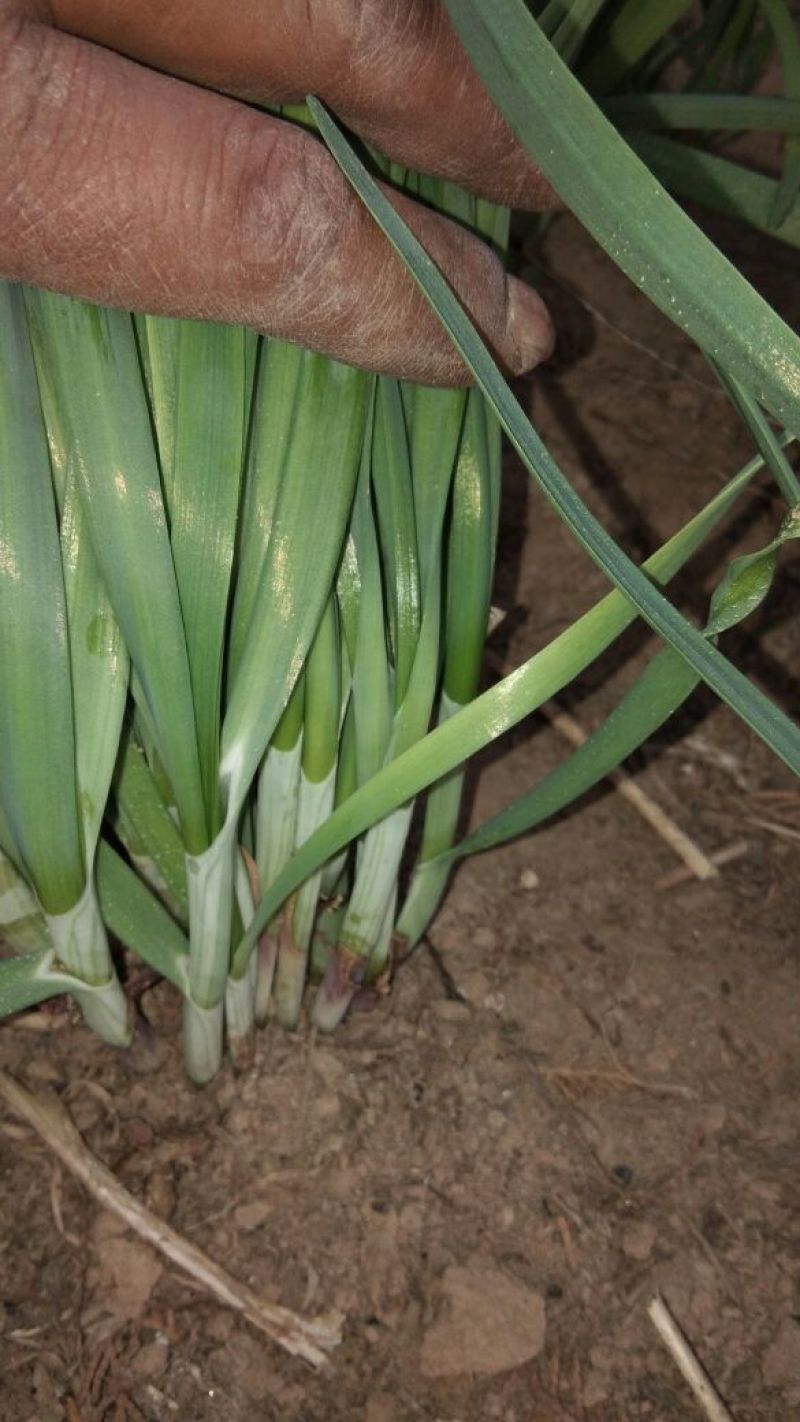 大叶平茬汉中韭菜头茬