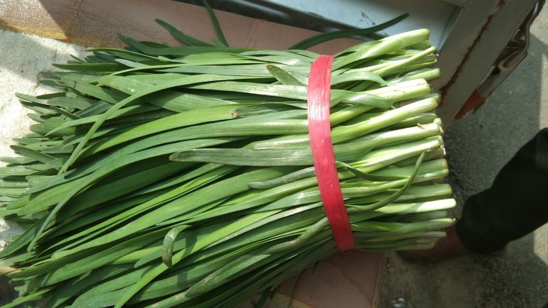 大叶平茬头刀韭菜，小韭菜头茬