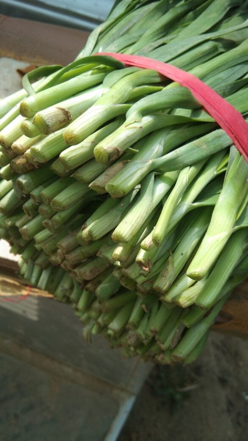 大叶平茬头刀韭菜，小韭菜头茬