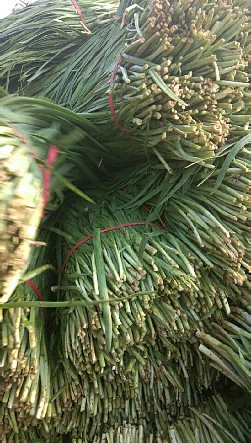 大叶平茬头刀韭菜，小韭菜头茬
