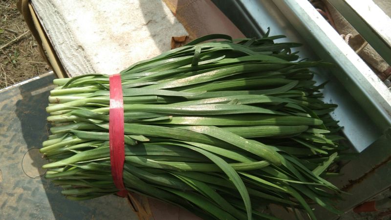 大叶平茬头刀韭菜，小韭菜头茬