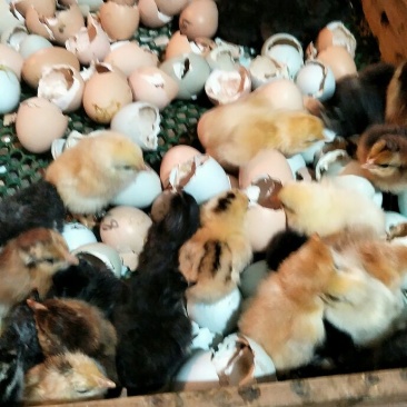 鸡苗出壳苗35~45克雌