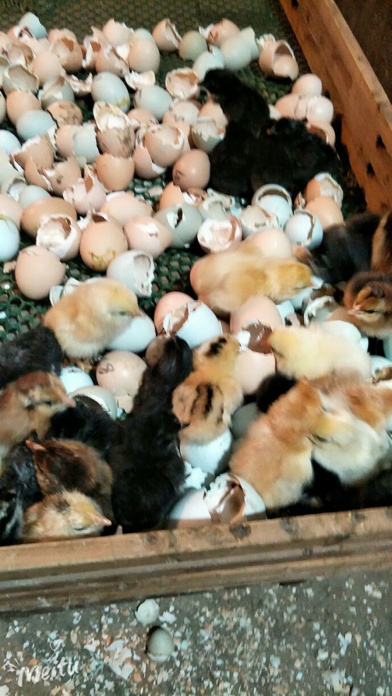 鸡苗出壳苗35~45克雌