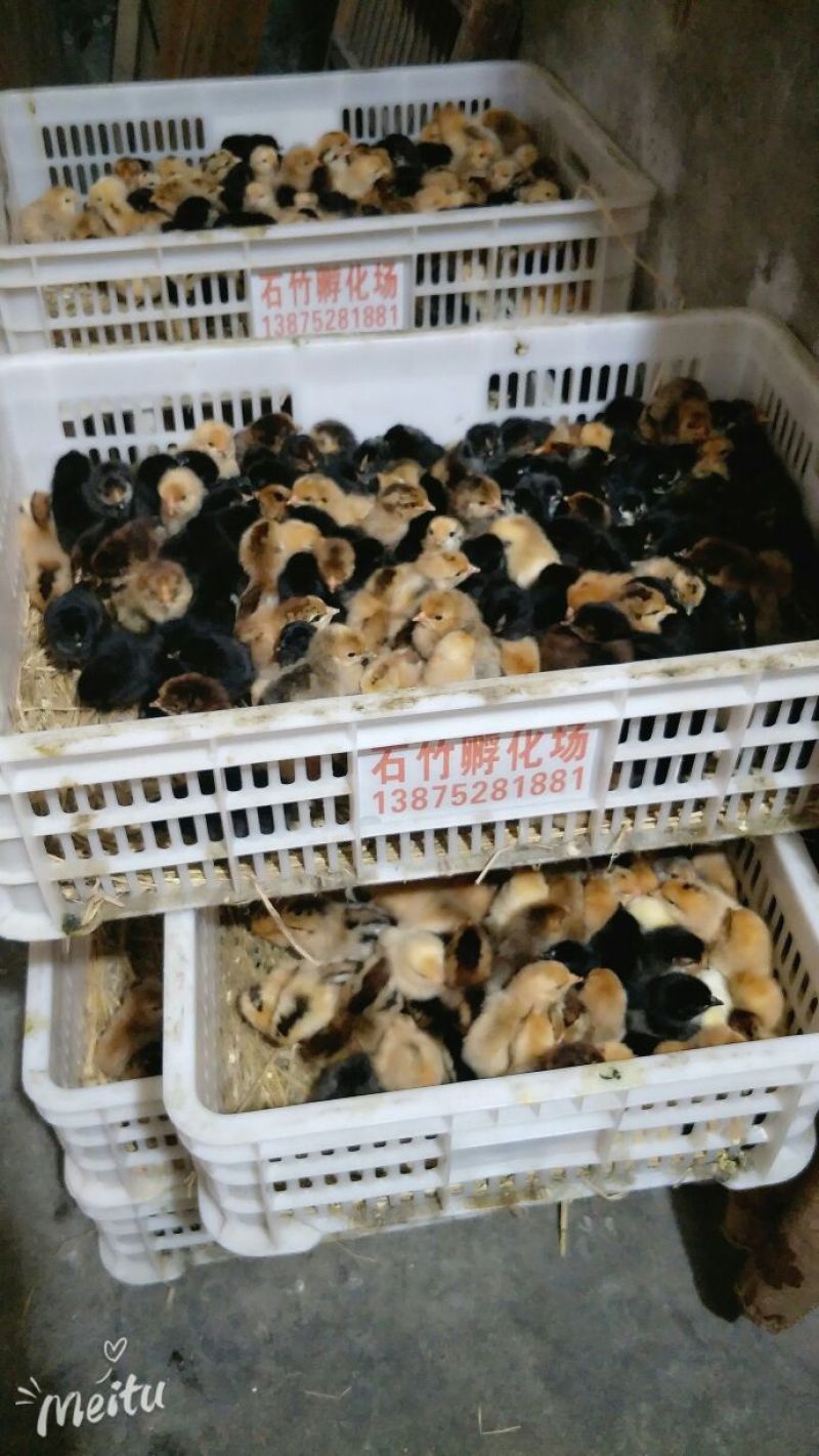鸡苗出壳苗35~45克雌
