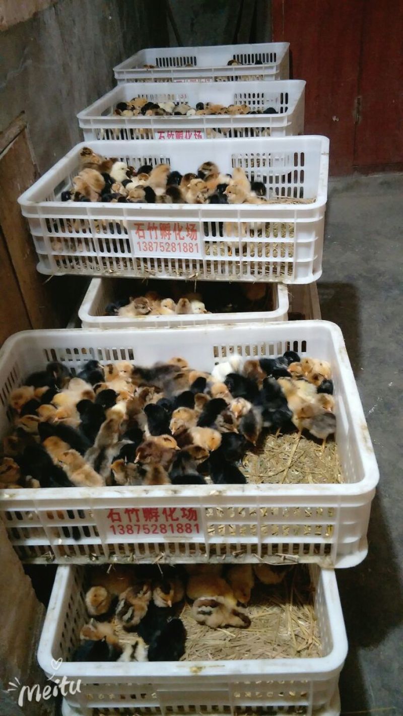 鸡苗出壳苗35~45克雌